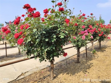 修復(fù)水生態(tài)系統(tǒng)、創(chuàng)造水邊和水中生物多樣性環(huán)境的12種方法