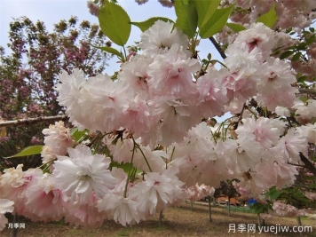 櫻花根瘤病怎么治療？