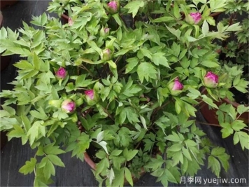 牡丹花花期施什么肥？