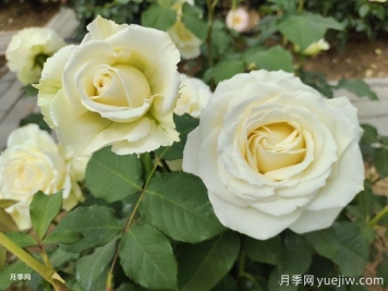 月季種植幾年后花少怎么辦？