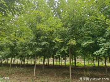 種植楓樹要注意的5個事項(xiàng)