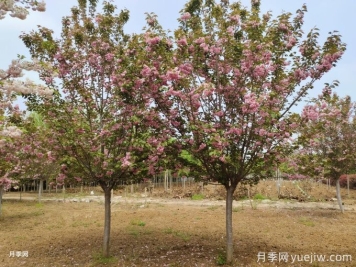 如何防治櫻花枝干流膠？