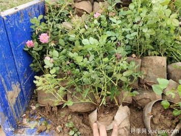 月季花盆栽種植技術