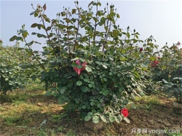 什么標(biāo)準(zhǔn)的花木原冠苗好？