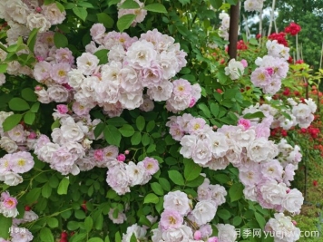 紫薇與薔薇有什么不同？