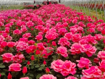 讓月季花開滿園？通過四大關(guān)鍵步驟