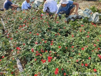 月季栽培用那種土好？土壤怎么配比改良？
