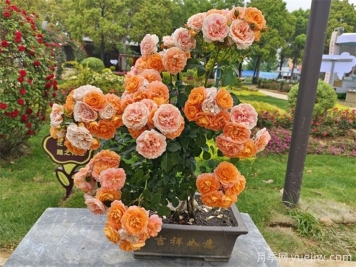 陽(yáng)臺(tái)種植月季，要注意土壤和選盆問(wèn)題