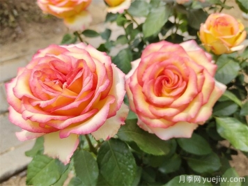 栽種月季花用什么土壤比較好？