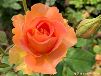 推薦10款變色月季品種，顏色多變，好看又好養(yǎng)
