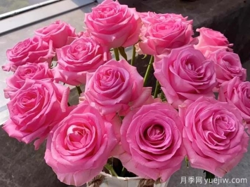 蘇醒玫瑰無(wú)與倫比的魅力，有何優(yōu)點(diǎn)？