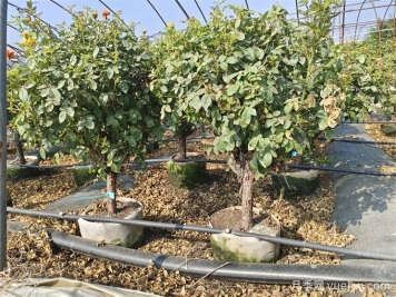 全國月季11月花事，南賞花北過冬