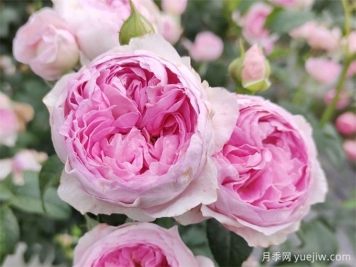 月季花前、花期、花后的施肥辦法