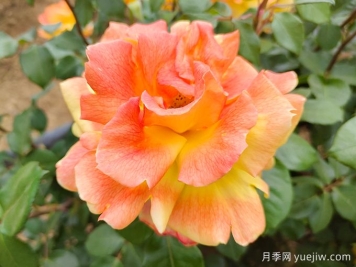 中國(guó)十大名花，誰(shuí)是你心中最美的花