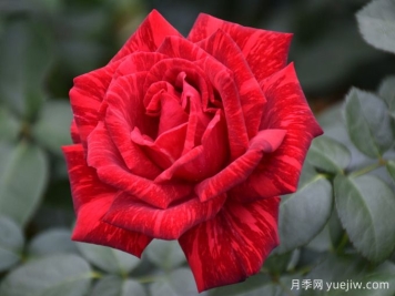 紅色直覺(jué)月季