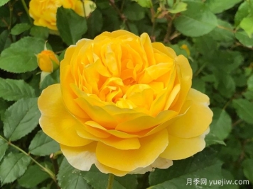 詩(shī)人的妻子月季