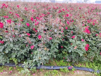 冬季月季花苞還能開放嗎？
