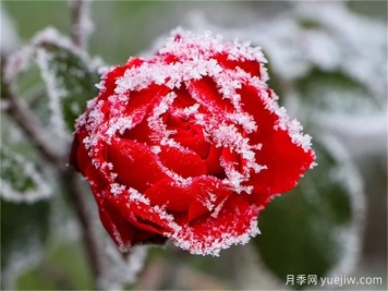 做好這些準(zhǔn)備，月季冬剪事半功倍