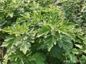 南陽臥龍區(qū)：月季和艾草，一花一草培育出百億大產(chǎn)業(yè)