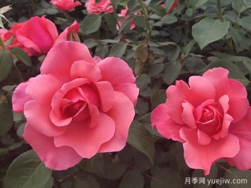 南寧市南湖公園開展園藝萬(wàn)花筒之與月季約"繪"吧科普活動(dòng)