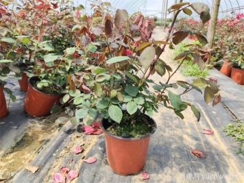 花盆越大越好？為什么地栽的植物長得好？
