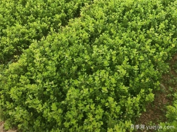 春天綠籬栽植養(yǎng)護(hù)辦法，大大減少死亡率