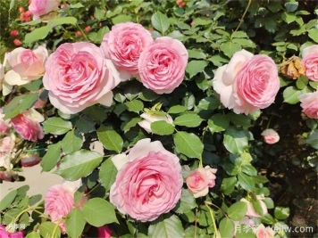 爬藤月季受寵，打造庭院浪漫花墻