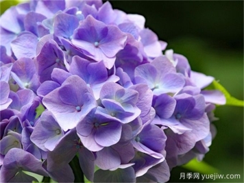 繡球花花語和寓意是什么？冬天怎么養(yǎng)好繡球