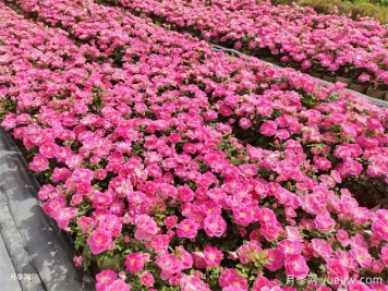 600種園林植物配置大全，分類特征匯集