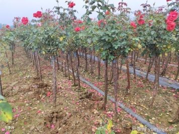 冬季買回的樹狀月季如何儲存？