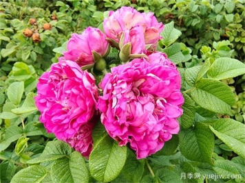 如何快速識別玫瑰、薔薇與月季