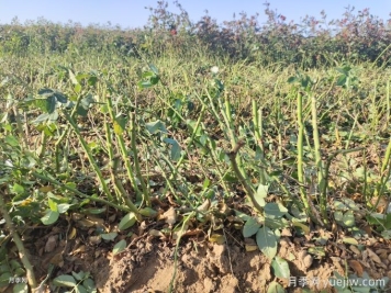 月季裸根苗種植時(shí)間？盆栽和地栽種植方法