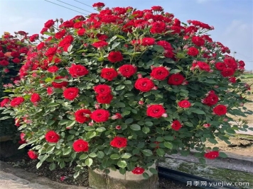 園林常見觀花植物修剪技術(shù)
