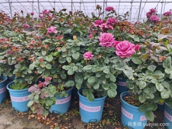 如何選擇適合家里高度的綠植盆栽？