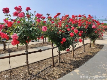 什么是綠化養(yǎng)護(hù)的精細(xì)化管理？