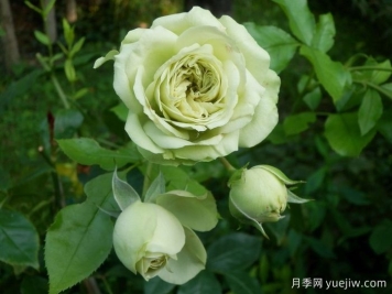 可愛(ài)綠月季/迷人的綠色