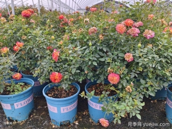 冬天要把月季花的葉子全部剪掉嗎？