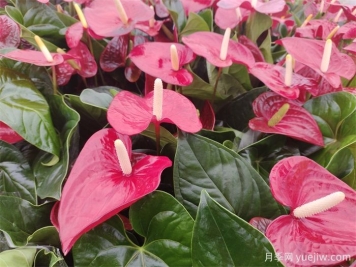 十種最受歡迎的年宵花盤(pán)點(diǎn)，2025紅紅火火
