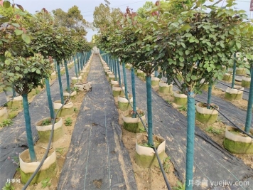 園林植物3種保溫措施的技術(shù)要點(diǎn)