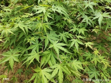 植物中的變色龍，雞爪槭