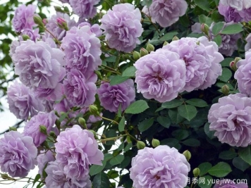 藍(lán)色陰雨月季，花色獨(dú)特勤花多頭