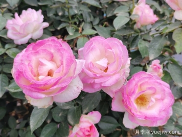 薔薇、玫瑰與月季：你真的能分清它們嗎？