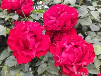 八首月季花詩詞分享，月季只應天上物，四時榮謝色常同