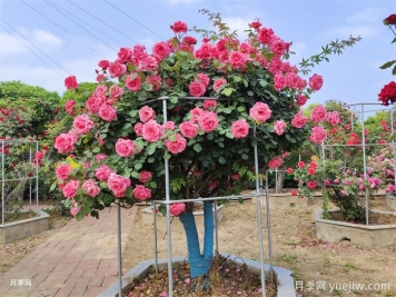 月季界的新寵，樹(shù)狀月季養(yǎng)護(hù)注意事項(xiàng)