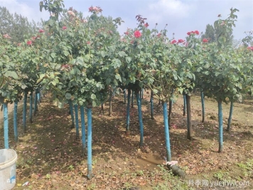 寒冷的冬季怎么正確養(yǎng)護(hù)月季花？