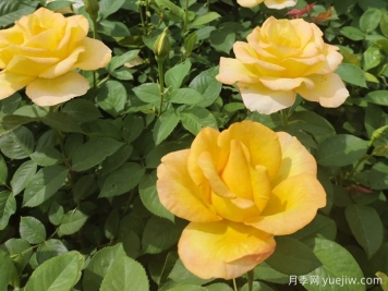 月季花骨朵垂下來什么原因？