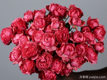 樹莓朱莉塔月季/樹莓朱麗葉塔