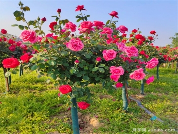 怎樣讓樹狀月季多開花？