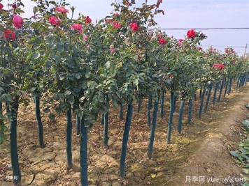 樹狀月季的四季養(yǎng)護技巧