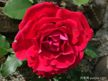 布達議員月季